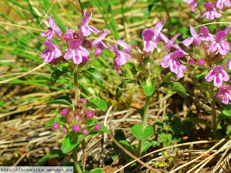 Mateřídouška nať řezaná